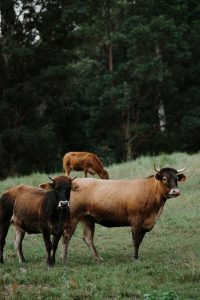 cows in a paddock at private property wedding venue
