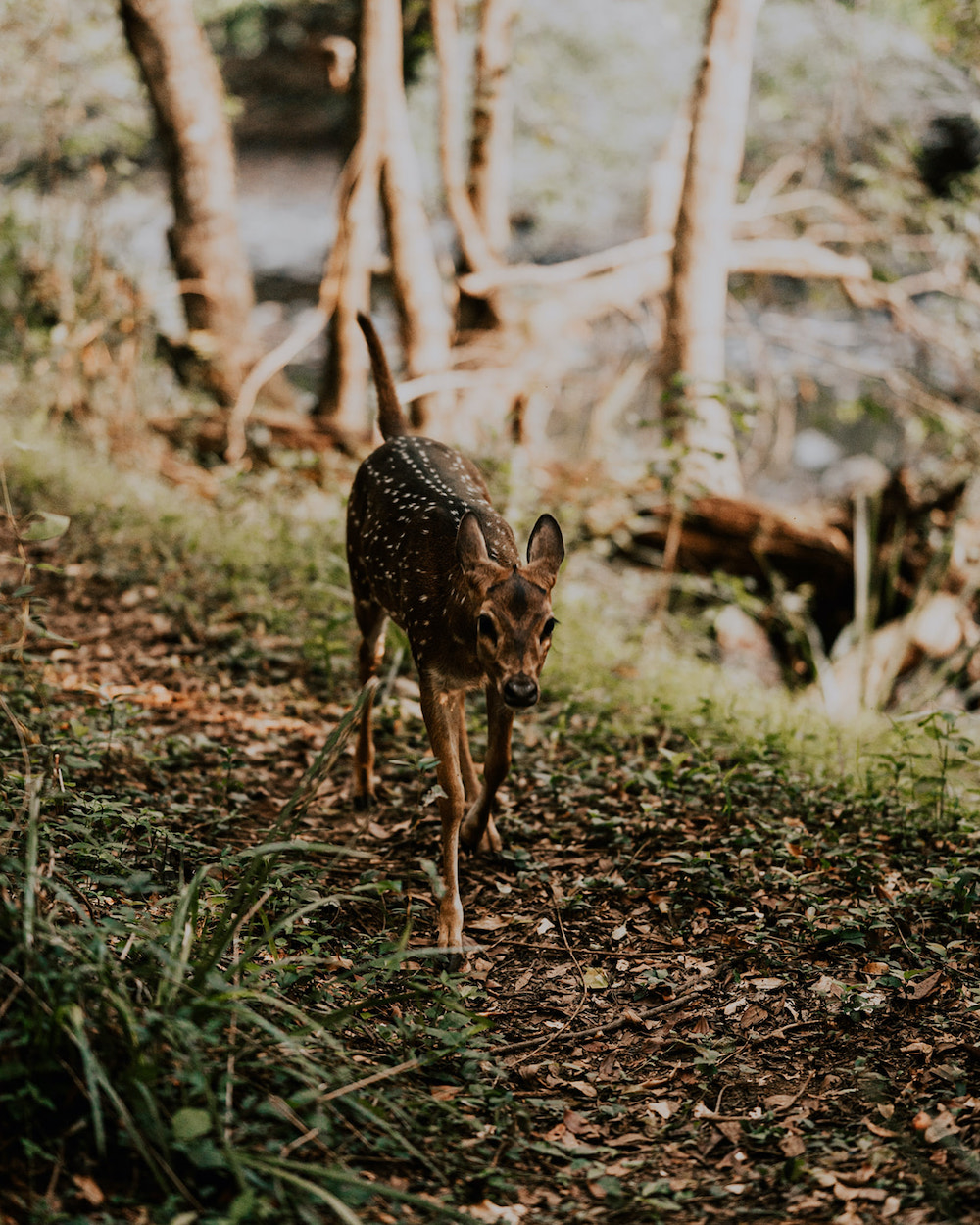 borumba styled shoot